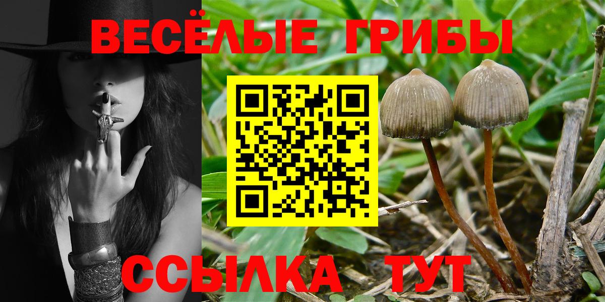 Павловский Посад  Галлюциногенные грибы Psilocybine cubensis  Вход с VPN 